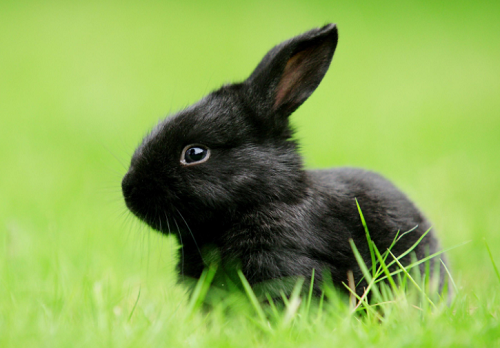 属兔多少岁 属兔的多少岁