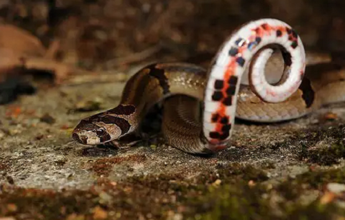 福气之蛇是什么意思 福气之蛇是什么意思是什么命