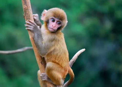 属猴的今年多大了2023年多大了 属猴的今年多大了是什么命