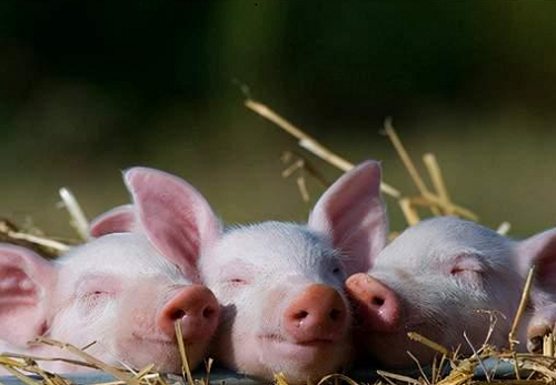 属猪的今年多大了虚岁 属猪的今年多大了2023年过完生日