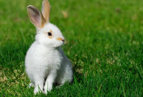 属兔人命最差农历月份 属兔女最怕几点出生