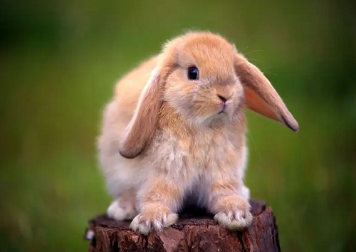 属兔的几月出生最好命运 属兔的几月出生最好命阴历