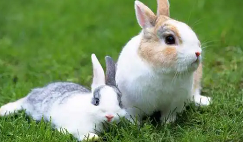 兔和什么生肖最配财运 兔和什么生肖最配相克