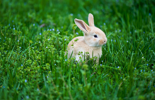 属兔人几月出生的人最好 属兔人几月出生的人命苦