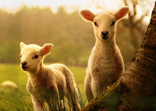 属羊人命最差农历月份 属羊女最怕几点出生