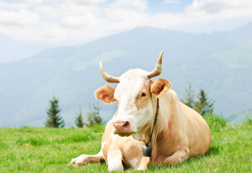 属牛的2023虚岁多大 属牛的2023虚岁多大了