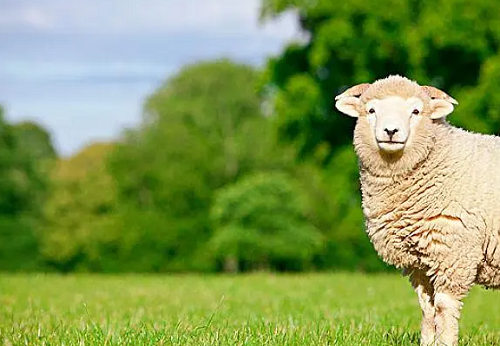 一月羊守空房二月羊三月羊四月羊 一月羊守空房二月羊三月羊五月羊