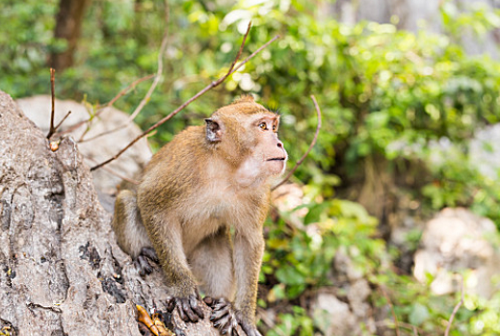 属猴人发横财的年龄 属猴人最难熬的年龄