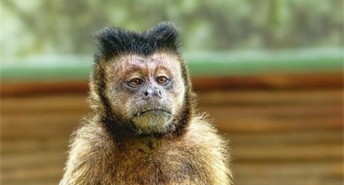 属猴人在2023年会离婚吗 2023年属猴人的感情和婚姻