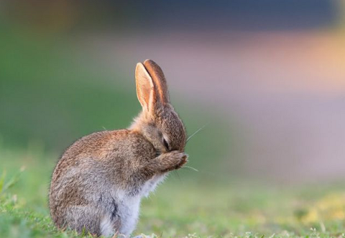 属兔的2023虚岁多大 属兔的2023虚岁多大了
