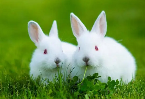 十二生肖兔婚配表 属兔的属相婚配表大全