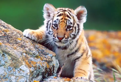 属虎的今年多大了2023年岁数表 属虎的今年多大了什么命