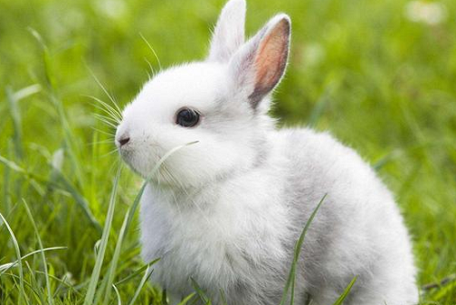 属兔的今年多大岁数2023 属兔的今年多大怎么算