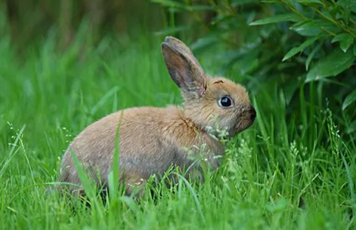 属兔的幸运颜色是什么色 属兔的幸运颜色是什么色2023年