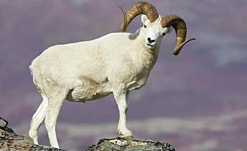 属羊的今年多少岁2023 属羊的今年多少岁1991