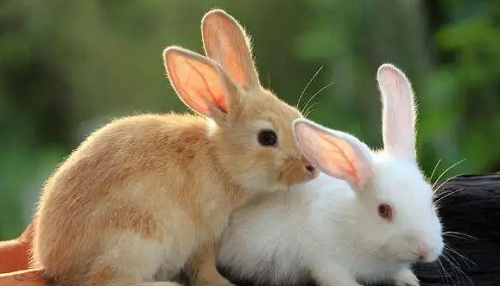属兔命中注定的情人 属兔人和什么属相最配