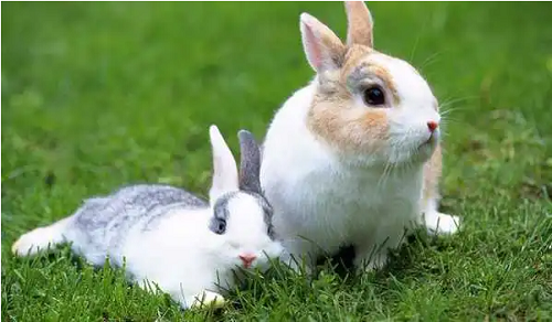 属兔的今年多少岁年龄 属兔的人一生命运如何