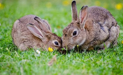 属兔的几月出生最好命 兔年出生几月命最好