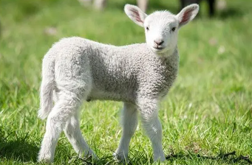 属羊人几时出生苦命 属羊人最苦命出生时辰免费