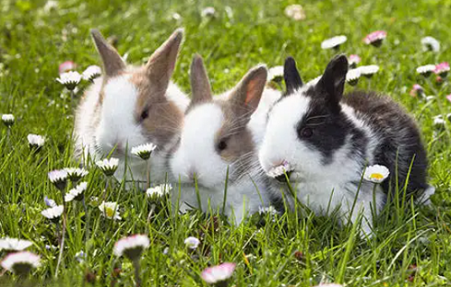 属兔的2023年多大 属兔的今年几岁对照表