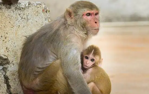 属猴男认定的老婆 能拿下属猴男的生肖女