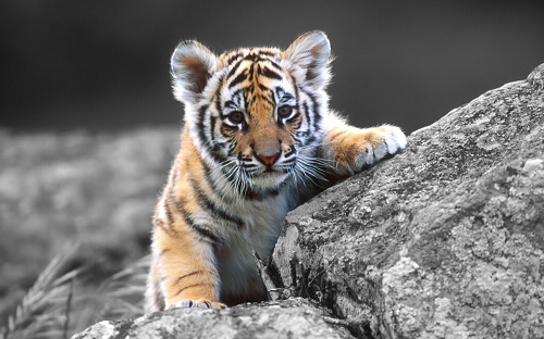 属虎的今年多大了2023年多大了 属虎的今年多大了是什么命