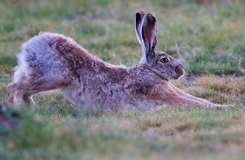 几月出生的兔最苦 几月出生的兔最好命