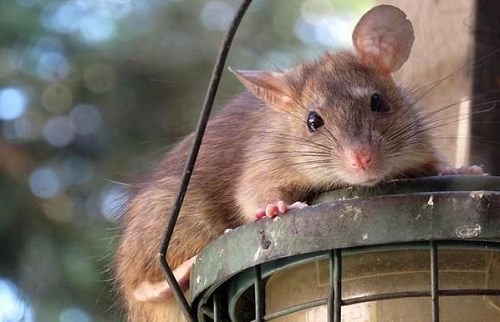 属鼠的是哪一年出生的 属鼠今年多大了