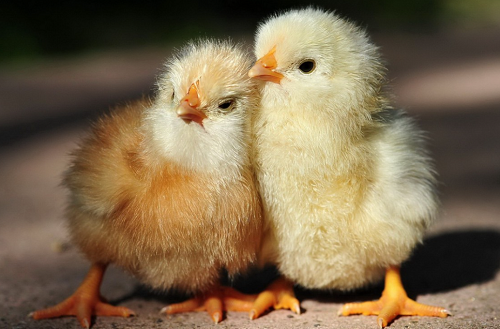 属鸡的今年多大了2023年虚岁 属鸡的今年多大了2023年岁数表哪年出生