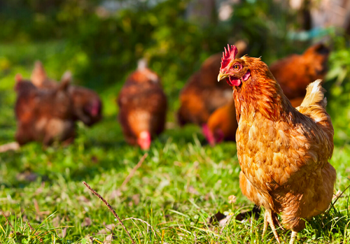 属鸡的今年多大了2023 属鸡的今年多少岁2023年