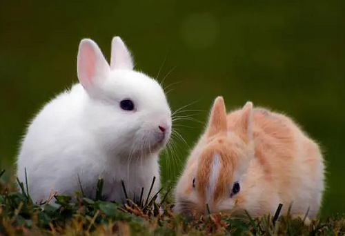 属兔的全部年龄 属兔的年龄大全