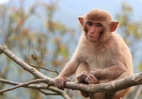 猴今年几岁了2023 属猴的人2023多大
