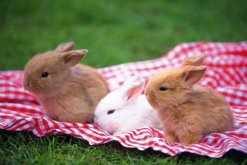 属兔和什么属相最合适 属兔和什么属相最不配