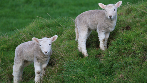 几月出生的羊最苦 几月出生的羊最好命