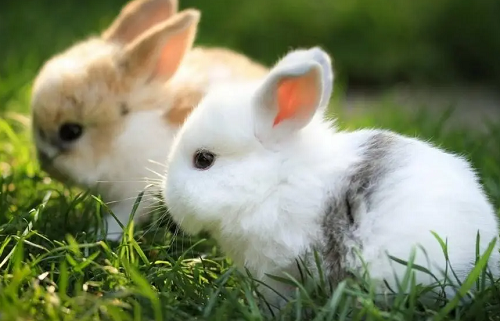 兔年有哪些年份 属兔今年多大岁数2023