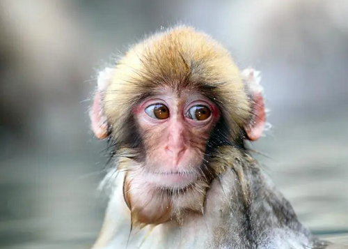 属猴的今年多大了2023年岁数表 属猴的今年多大了什么命