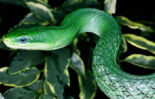 几月蛇最有福气 属蛇上等命的出生时辰