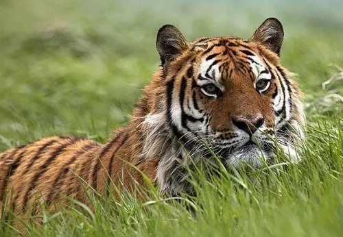 几月出生的虎最苦 几月出生的虎最好命