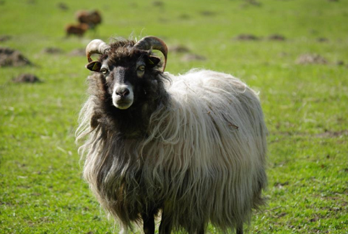 生肖羊今年几岁 今年属羊多大岁数