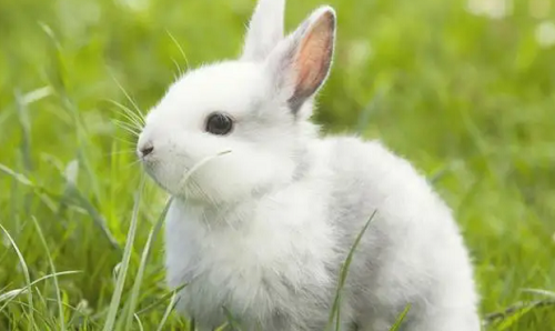 生肖兔今年多大了2023年 生肖兔2023年运势及运程