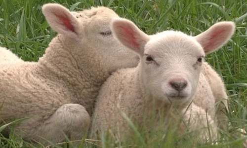 属羊的人今年多大了2023年 属羊的是哪年出生的人