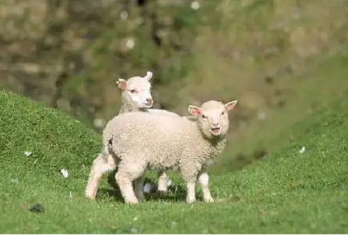属羊的出生年份表 属羊的和什么属相最配相克