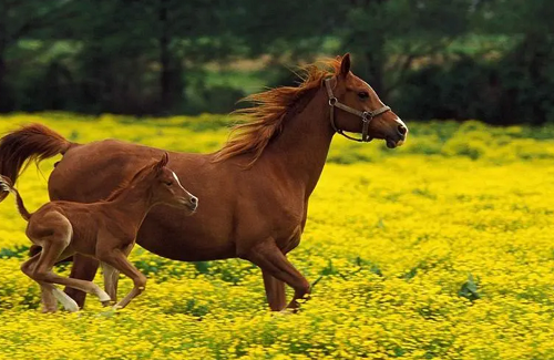 甲午年出生的人的命运 甲午年的马是什么命