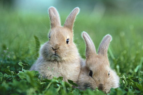 属兔不能生在几点 属兔的几点出生有福气