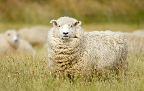 属羊今年多大 属羊今年多大了属什么