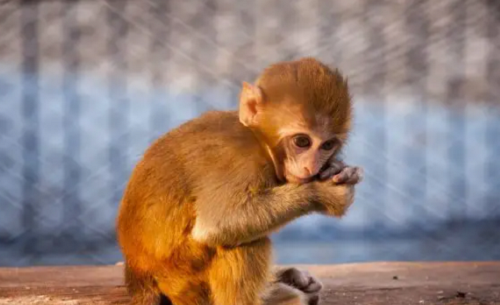 属猴命最差农历月份 2022猴年的孩子避开几月份