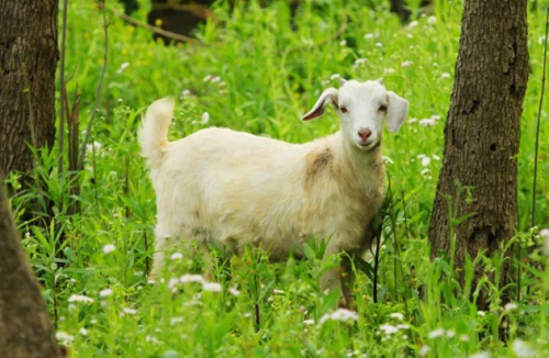 羊生肖年份年龄表2023 羊生肖年份年龄表