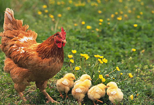 属鸡的几月出生最好命 鸡年出生几月命最好