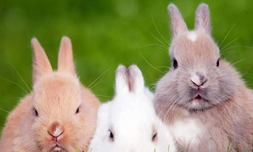 属兔和什么属相最配对 属兔和什么属相相冲