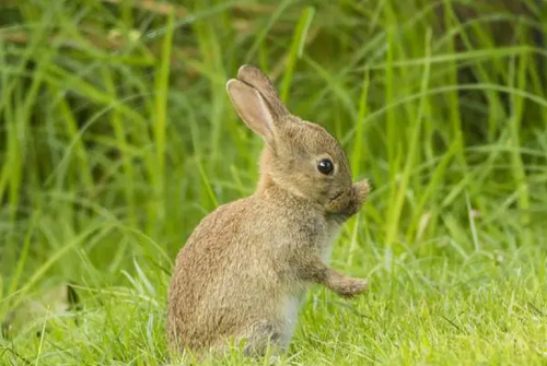 属兔的今年多大1975出生 属兔的今年多大本命年